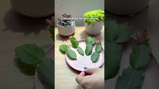 Propagate Christmas Cactus in water 🌵 succulents cactus christmascactus propagation shorts [upl. by Witte]