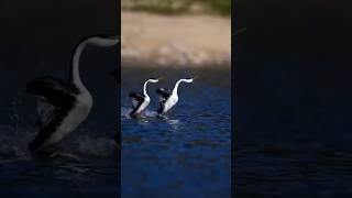 grebes walk on the water hehe waterbird Birds lake animalbire shorts youtubeshorts [upl. by Schiro]