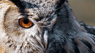 Owl Sound  Owl Sound Effects  Owl Singing  Owl Calls  Owl Noises  Nature Sounds  No Music [upl. by Goulder231]