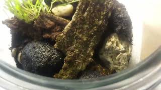 Put together our first terrarium for some of our Dairy Cow Isopods Check it out isopod bugs fun [upl. by Arayc]