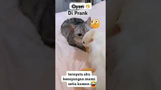 OYEN DI PRANK cat funyvidio catlover fyp shortvideo [upl. by Vivi287]