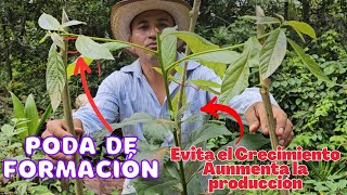 Poda de Formación en AGUACATE 🌳 ¡Menos Plagas Más Producción y Sol para tu Planta [upl. by Irfan]