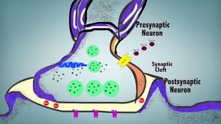 Synaptic Transmission [upl. by Nylidnam370]