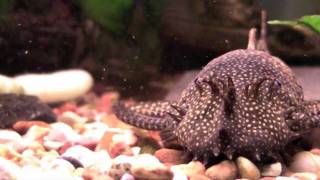 Bristlenose Pleco  Tropical Fish Profile [upl. by Ahsekin]