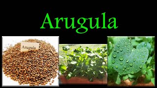 How To Grow Arugula Indoors Any Time Of The Year [upl. by Sivatnod]