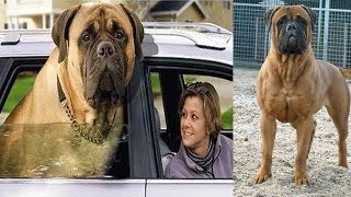 Mastin Ingles Bullmastiff [upl. by Nalda769]