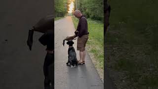 Hunting dog in training is carrying a goose decoy and heeling at her owners side [upl. by Pirri]