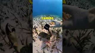 Crab Steals Camera and Runs [upl. by Nabala]