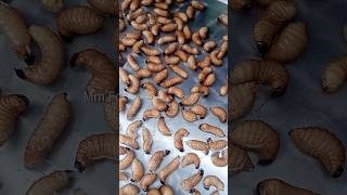 Rhynchophorus phoenicis သင်ပေါင်းပိုး MmFood [upl. by Madison]