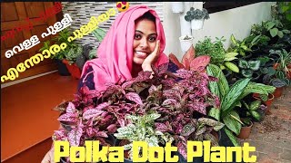 polka Dot plant care and propagation [upl. by Collen]