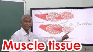 18Zoology  Tissue level Organisation  Muscle tissue [upl. by Muldon495]