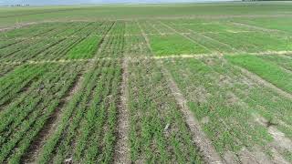 Ep01 BChauhan Chickpea x phalaris trial in Australia [upl. by Rebeh423]