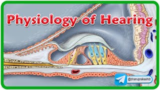 Physiology Of Hearing Animation👂Understanding the Sound Journey 🎶 [upl. by Ultan]