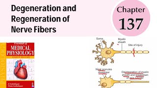 Degeneration amp Regeneration of Nerve Fibers  ch137  Neurophysiology sembulingam physiology [upl. by Eilyw862]