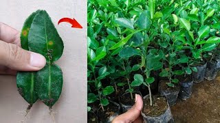 How to grow kaffir lime tree from leaves in pots [upl. by Bartram]