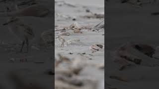 New Zealand dotterel and babies [upl. by Onoitna]