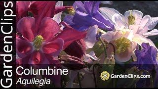 Columbine  Aquilegia species  How to grow Columbine flowers [upl. by Leeda]