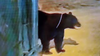 Walked into a Bear Going LIVE in GatlinburgTN 🐻 [upl. by Cindra473]