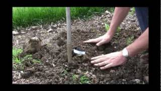 How to Plant a Grape Vine  Gurneys Video [upl. by Sisco]