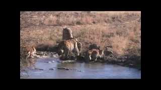 Tiger cubs try to break ice to reach water beneath ice Help save tigers Share the post [upl. by Thornburg]