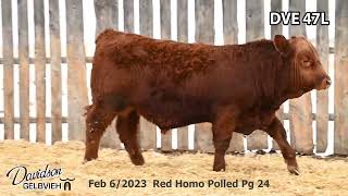 Davidson Gelbvieh Bull Lot DVE 47L sells Friday March 1 2024 [upl. by Trebleda990]