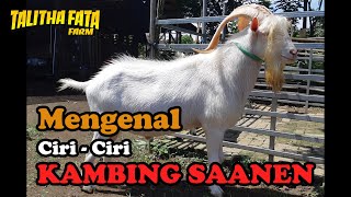 Mengenal Ciriciri KAMBING SAANEN Sebagai Kambing Perah penghasil susu berkualitas [upl. by Zenobia930]