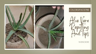 Aloe Vera repotting amp Tips  Saving my Aloe Vera plant Aloe Vera plant [upl. by Ylloj]