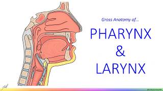 Pharynx amp Larynx  Gross Anatomy [upl. by Cousins]