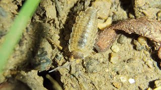 woodlice isopods [upl. by Olihs]