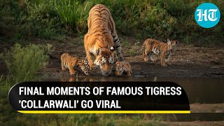 Viral I Final moments of legendary tigress collarwali emerge days after her death [upl. by Seessel]