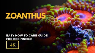 All About Zoanthus Coral Zoanthus spp Care Growth and Tips for Your Reef Tank [upl. by Frere824]