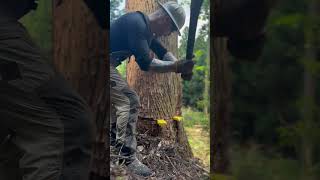 Lumberjack skunk 伐倒 lumberjack chainsaw logger logging [upl. by Gabrila]