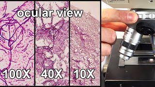 How to Focus a Microscope amp How the Field of View Changes [upl. by Arolf]