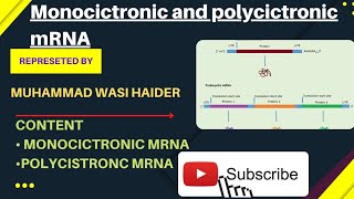 Polycistronic and Monocistronic mRNA by Wasi Haider [upl. by Tirma]