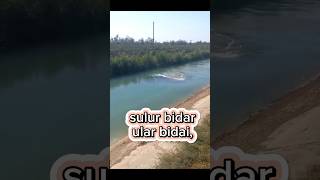 sulur bidar hantu bidai ular bidai [upl. by Eal573]