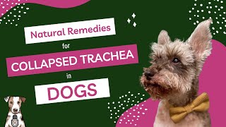 Natural Remedies for Collapsed Trachea in Dogs with Dr Judy Morgan [upl. by Kling519]