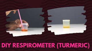 DIY Respirometer Turmeric  ThinkTac  DIY Science [upl. by Ocko]