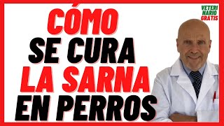 Como se cura la Sarna Sarcóptica y Demodécica o Roja en Perros 🔴 Qué medicamento es Bueno para Sarna [upl. by Nnor]