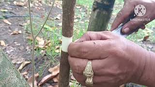 HOW TO MARCOT AQUILARIA AGARWOOD TREE [upl. by Leugar605]