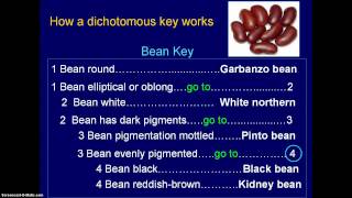 47003 How to Use a Dichotomous Key  1 [upl. by Dragoon]