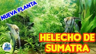 COMPRÉ UN HELECHO DE SUMATRA Ceratopteris Thalictroides [upl. by Suiravad716]