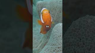 🎭🐟 Clownfish Surprise All Born Male Some Turn Female 🌈 didyouwow [upl. by Reyem386]