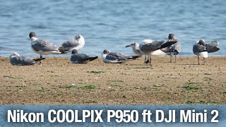 Nikon COOLPIX P950 ft DJI Mini 2 07122023 [upl. by Atiniuq]